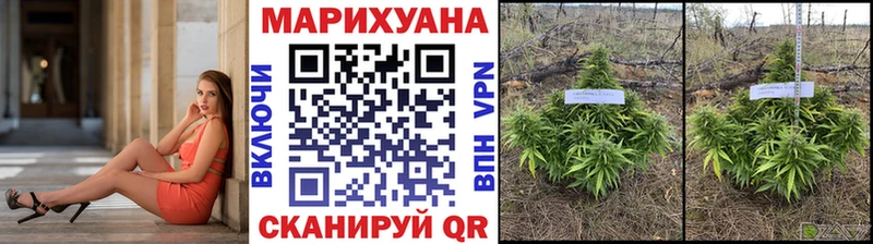 блэк спрут   Болохово  Шишки марихуана сатива 